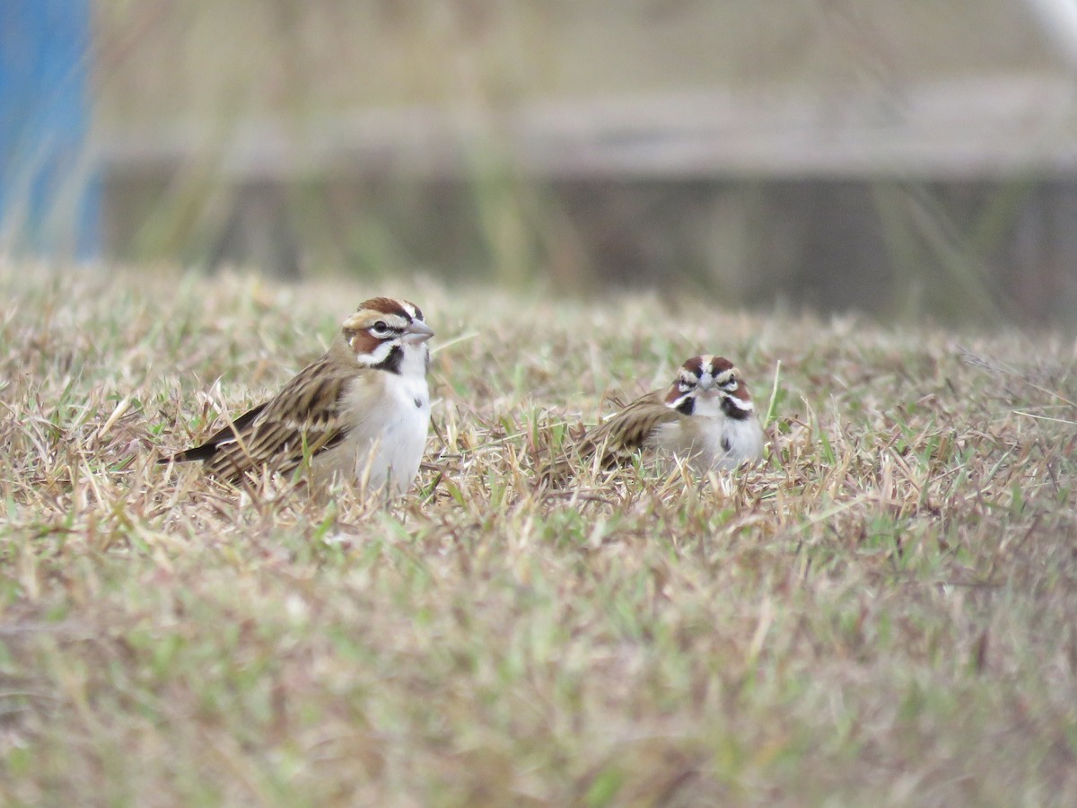 strnádka travní - ML646009919