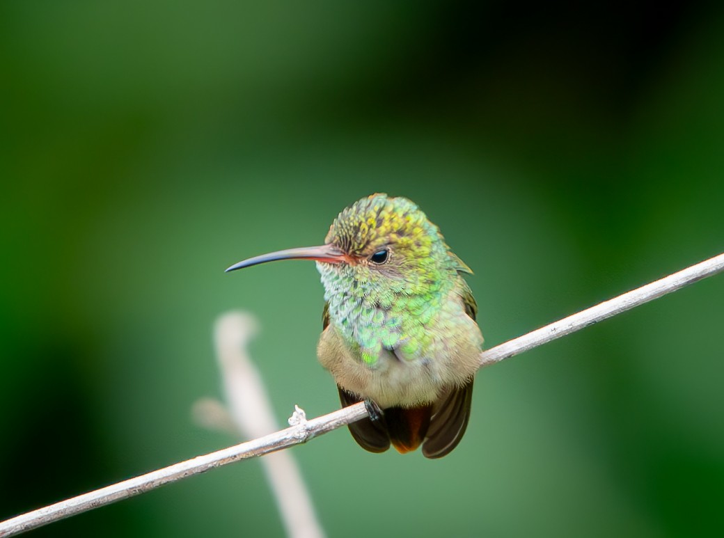 Rufous-tailed Hummingbird - ML646009922