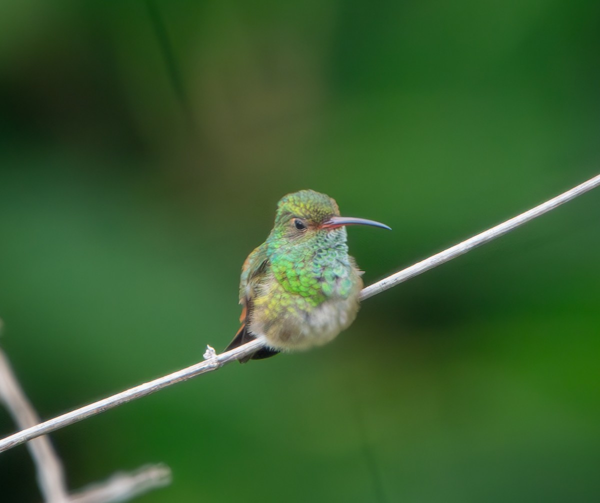 Rufous-tailed Hummingbird - ML646009923