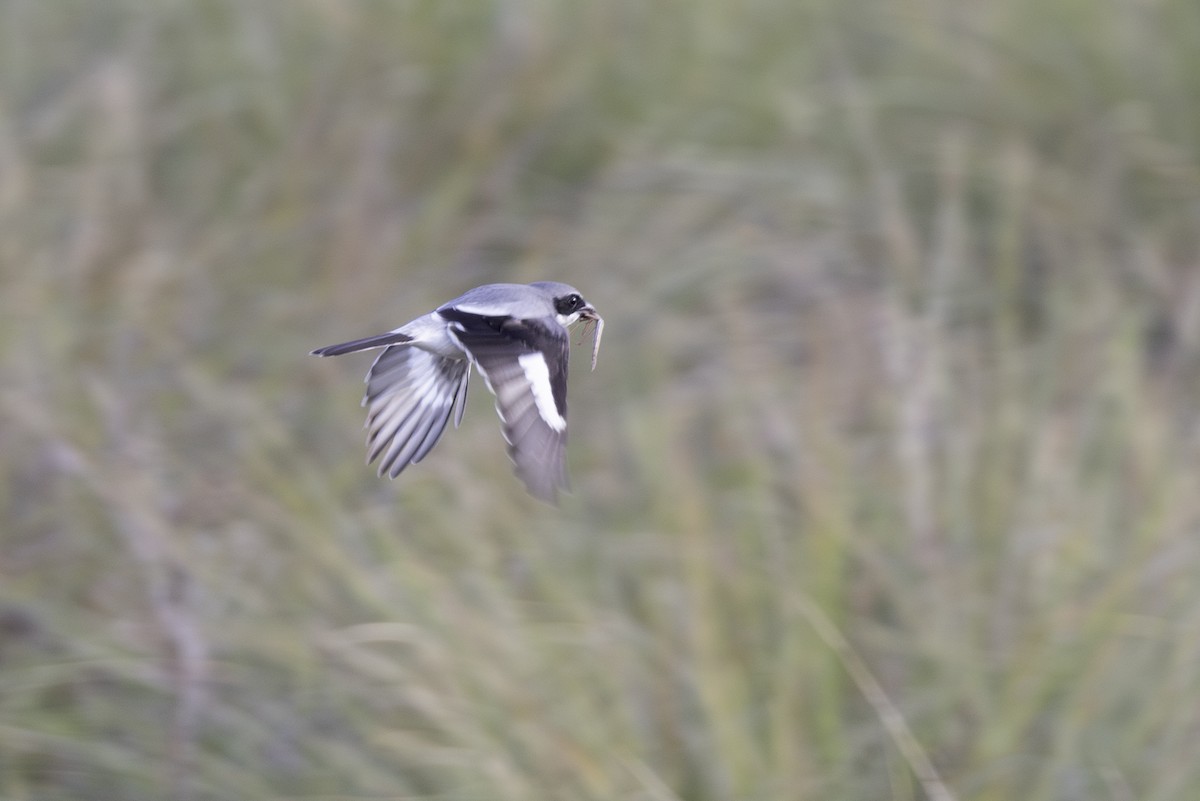 Loggerhead Shrike - ML646009930