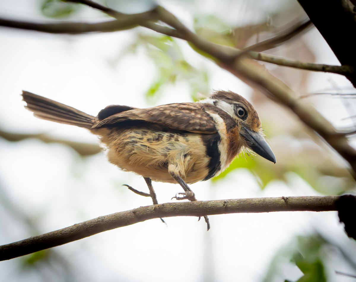 Russet-throated Puffbird - ML646009931