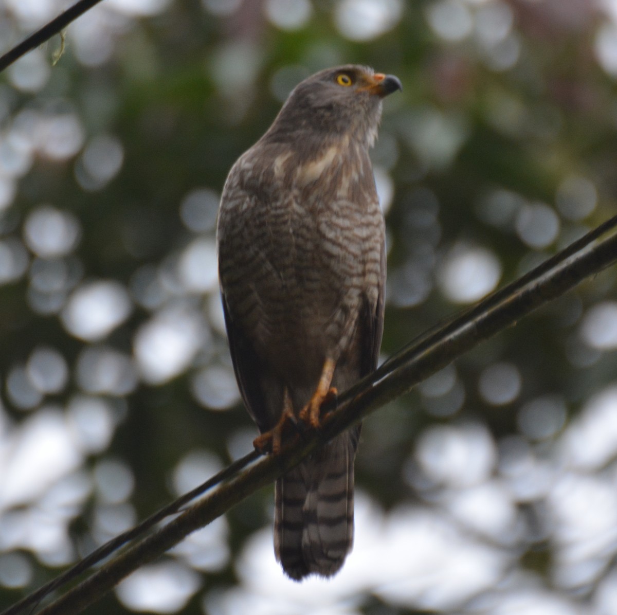 Roadside Hawk - ML646009936