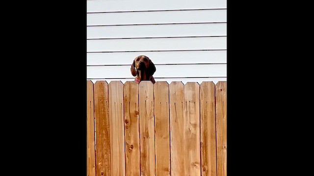 Domestic Dog - ML646009937