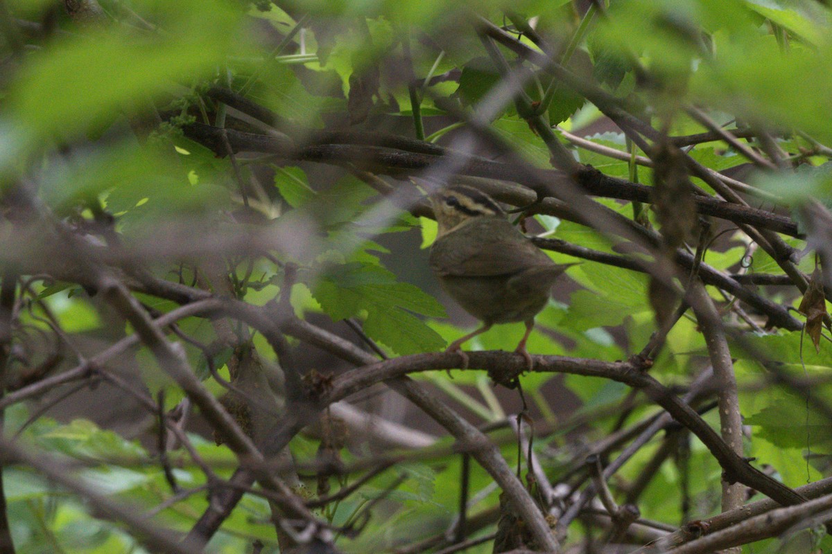 Worm-eating Warbler - ML646009941