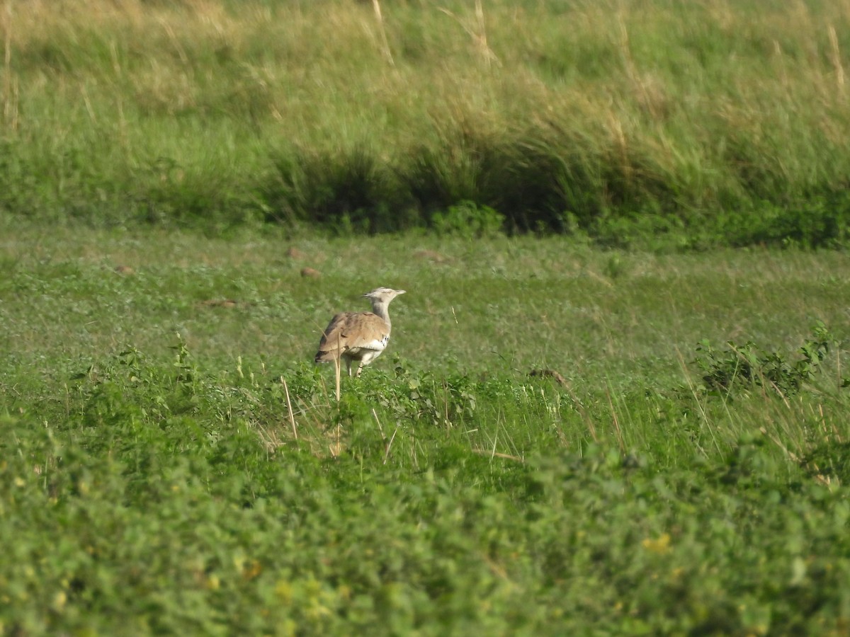 Kori Bustard - ML646009949
