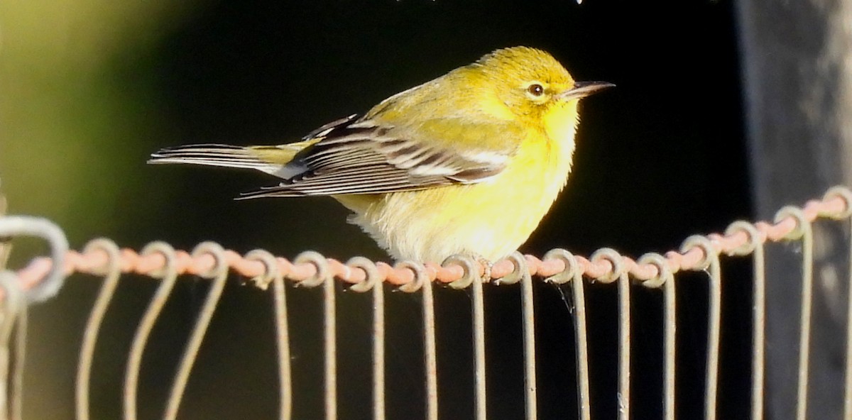 Kiefernwaldsänger - ML646009951