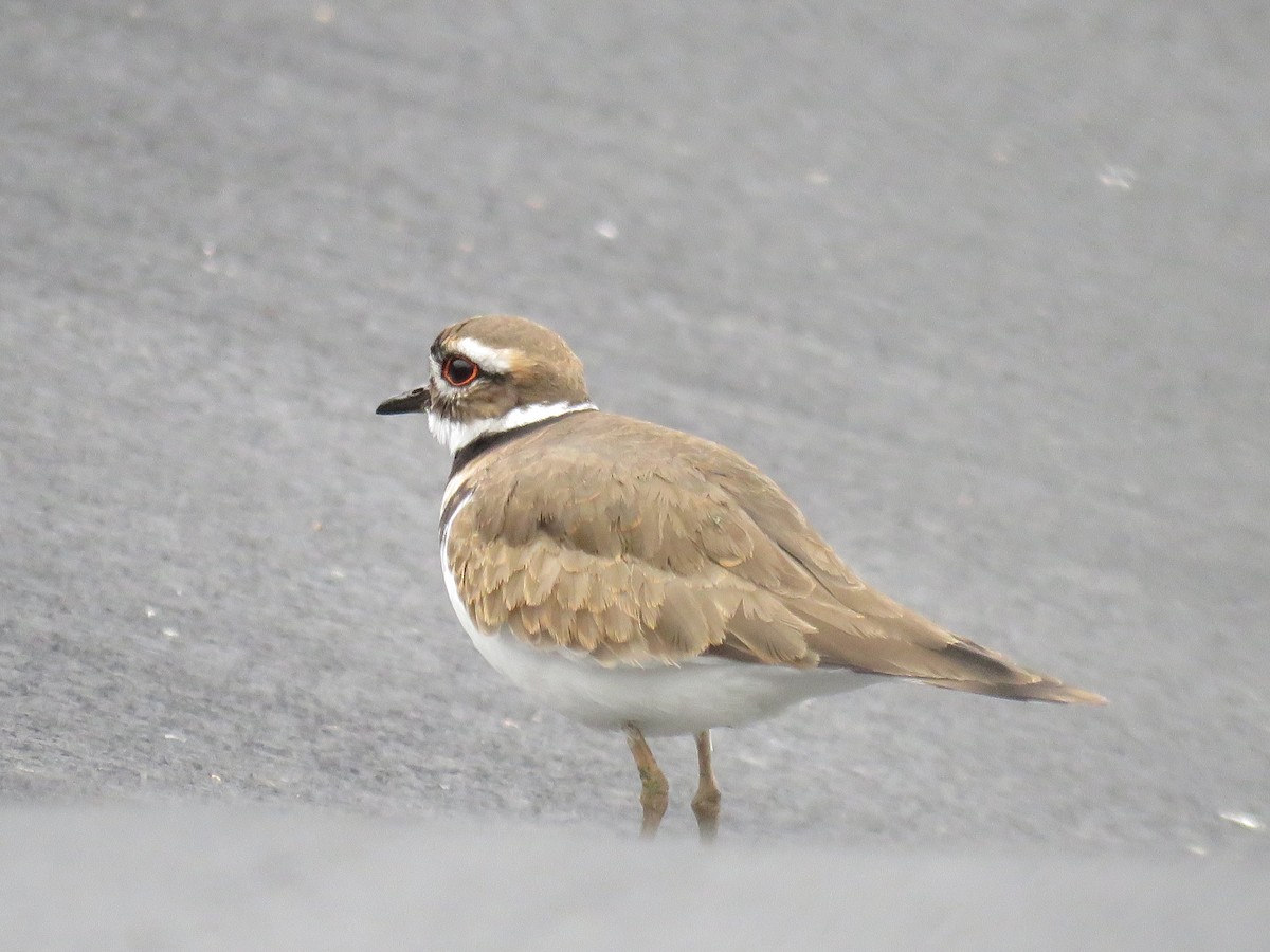 kulík rezavoocasý - ML646009954