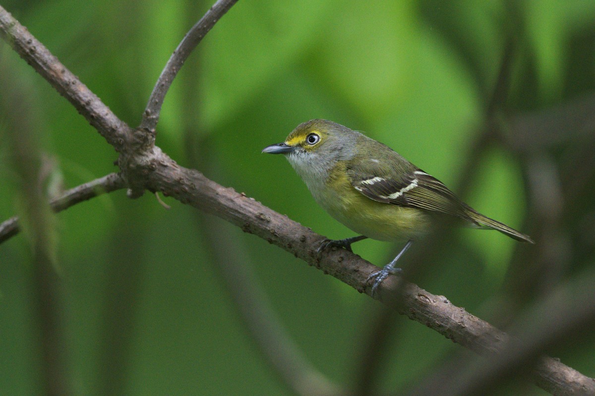 White-eyed Vireo - ML646009955