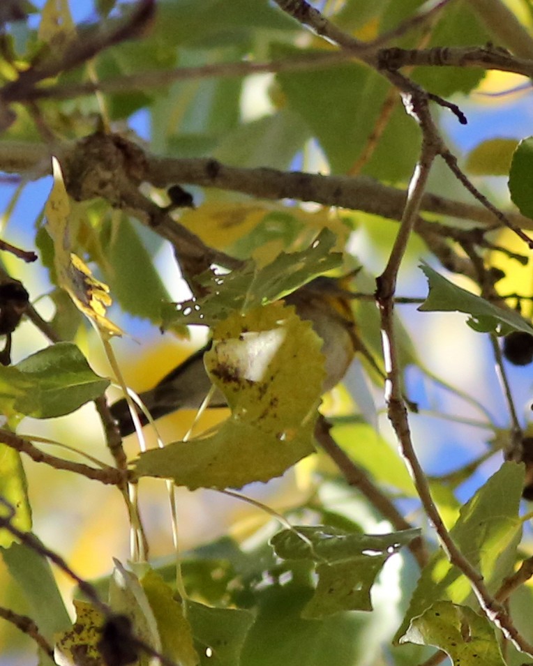 Northern Parula - ML646009957