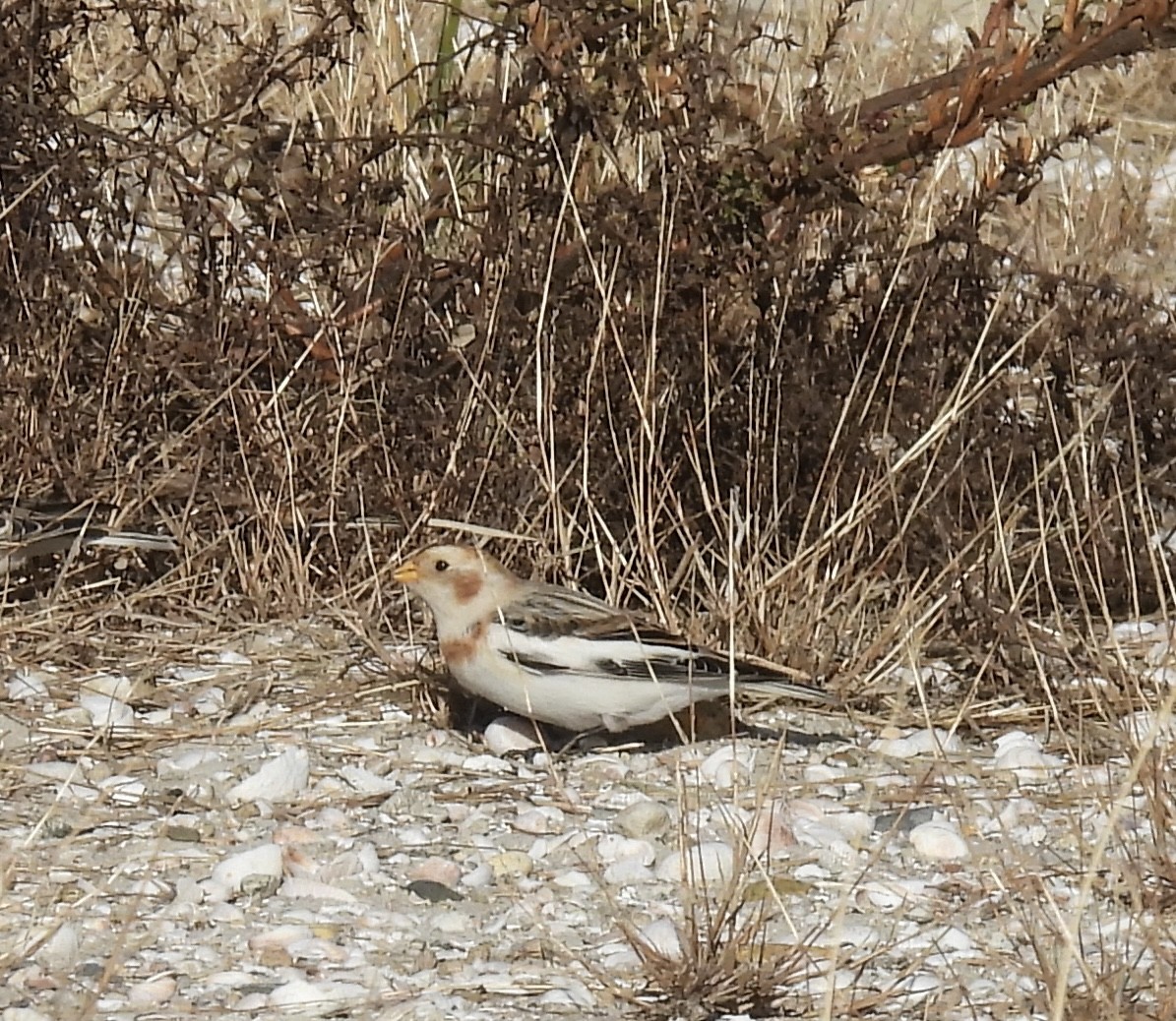 Snow Bunting - ML646009960