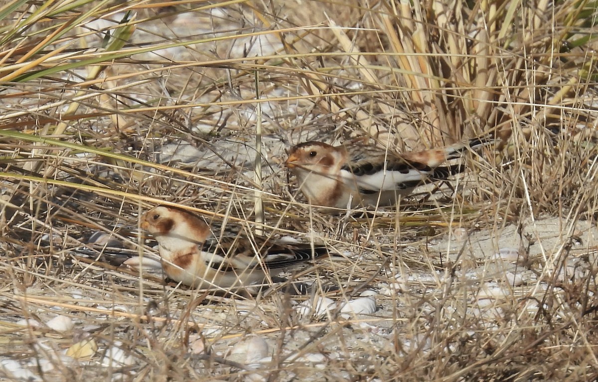 Snow Bunting - ML646009961