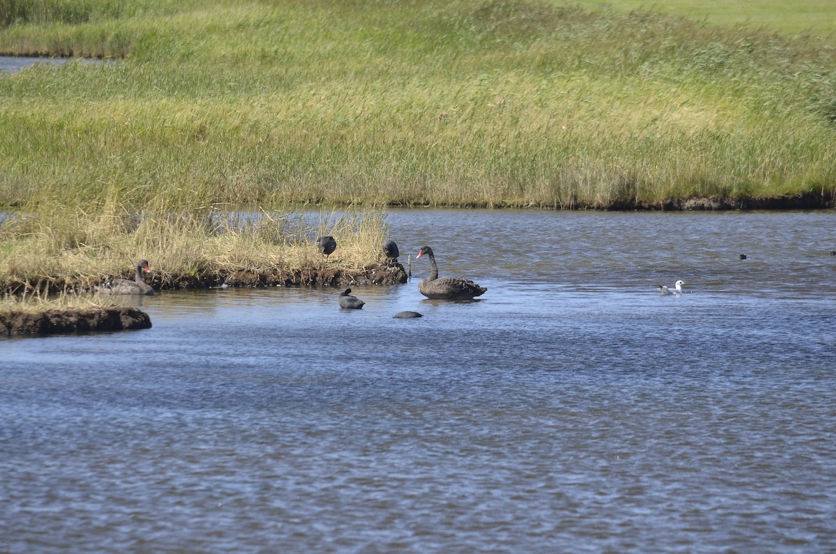黑天鵝 - ML646009963