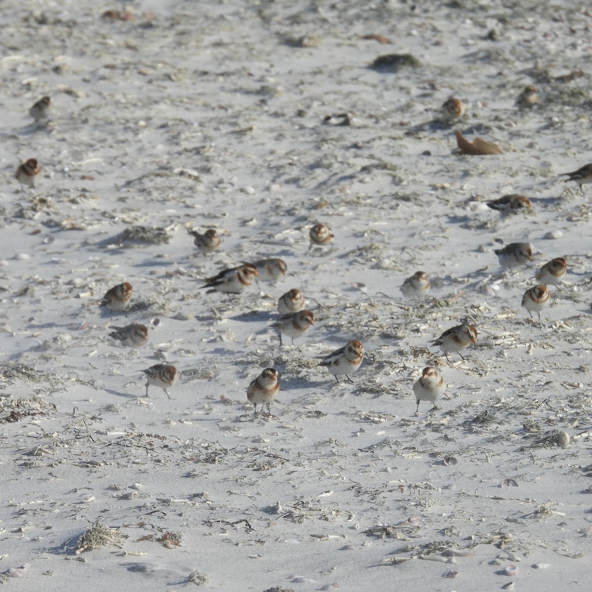 Snow Bunting - ML646009964