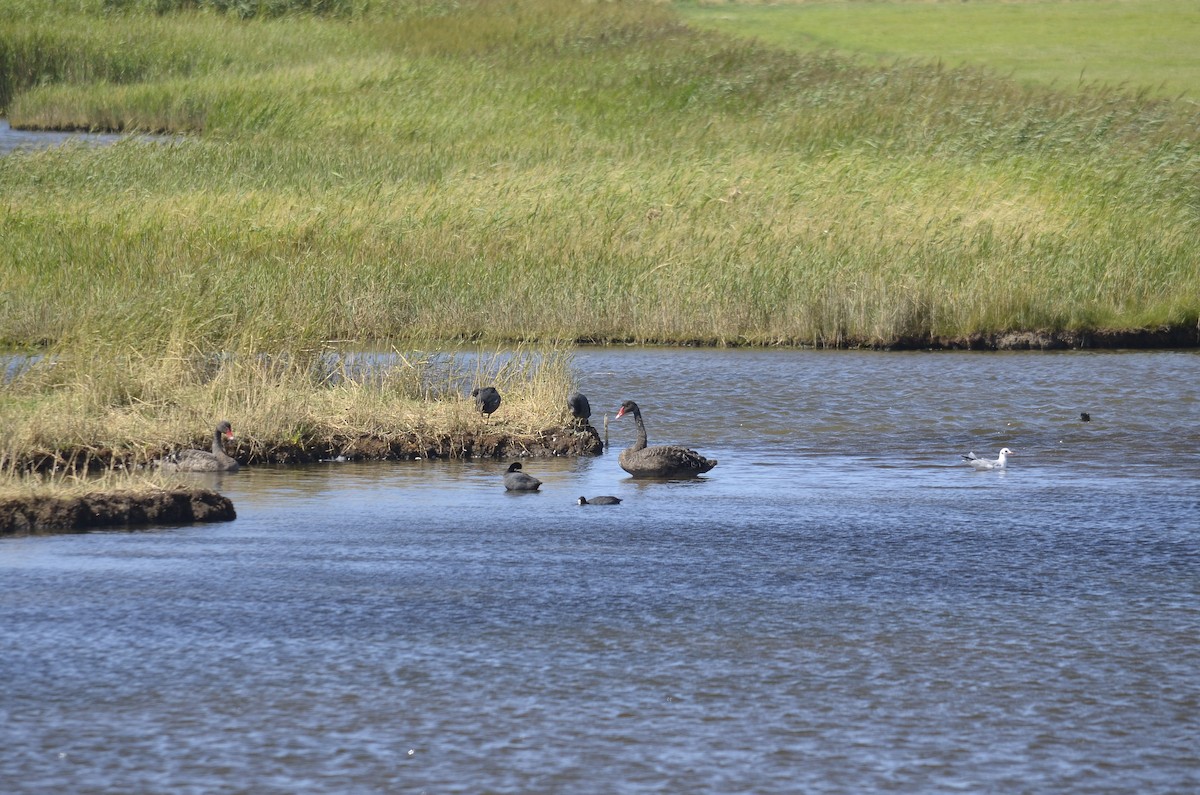 黑天鵝 - ML646009965