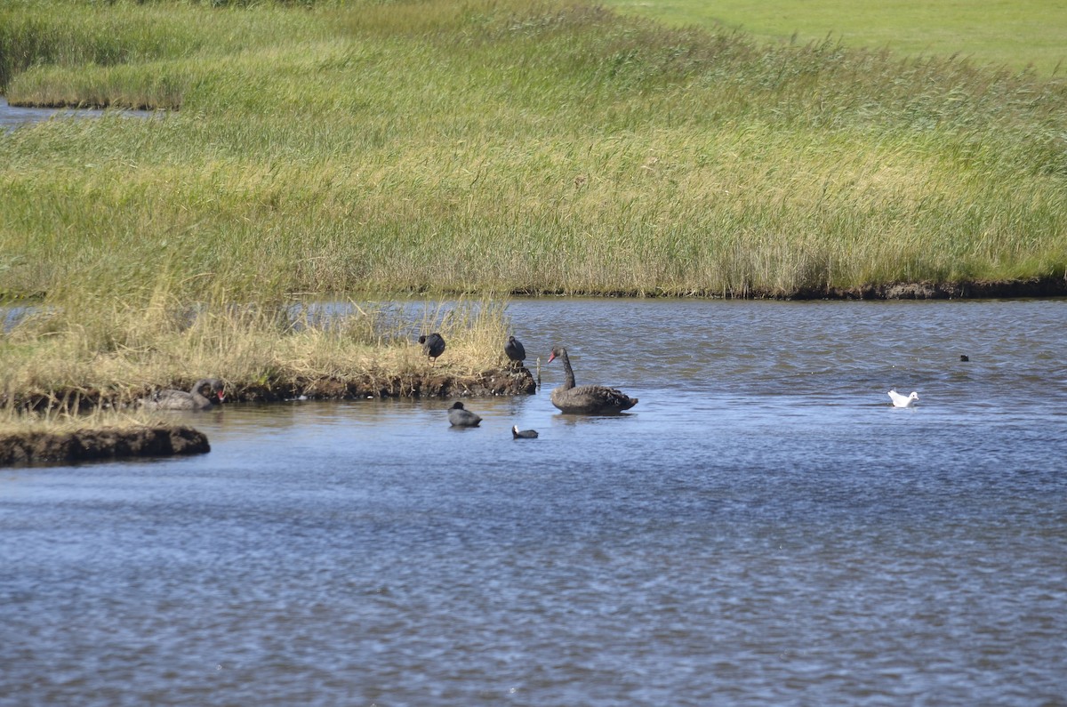 黑天鵝 - ML646009966
