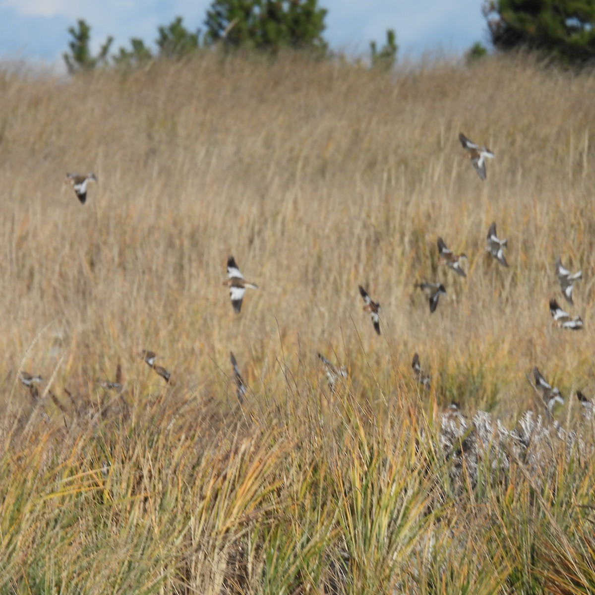 雪鵐 - ML646009970