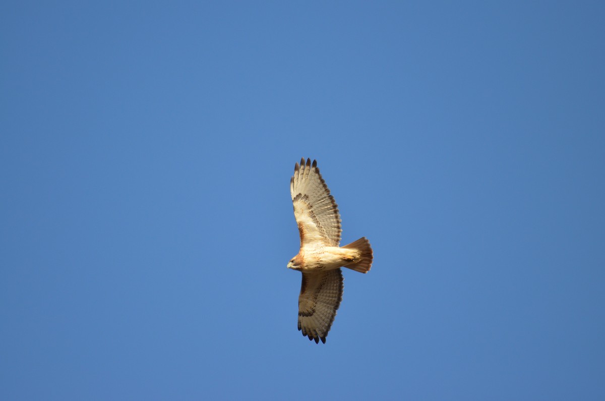 Red-tailed Hawk - ML646009975