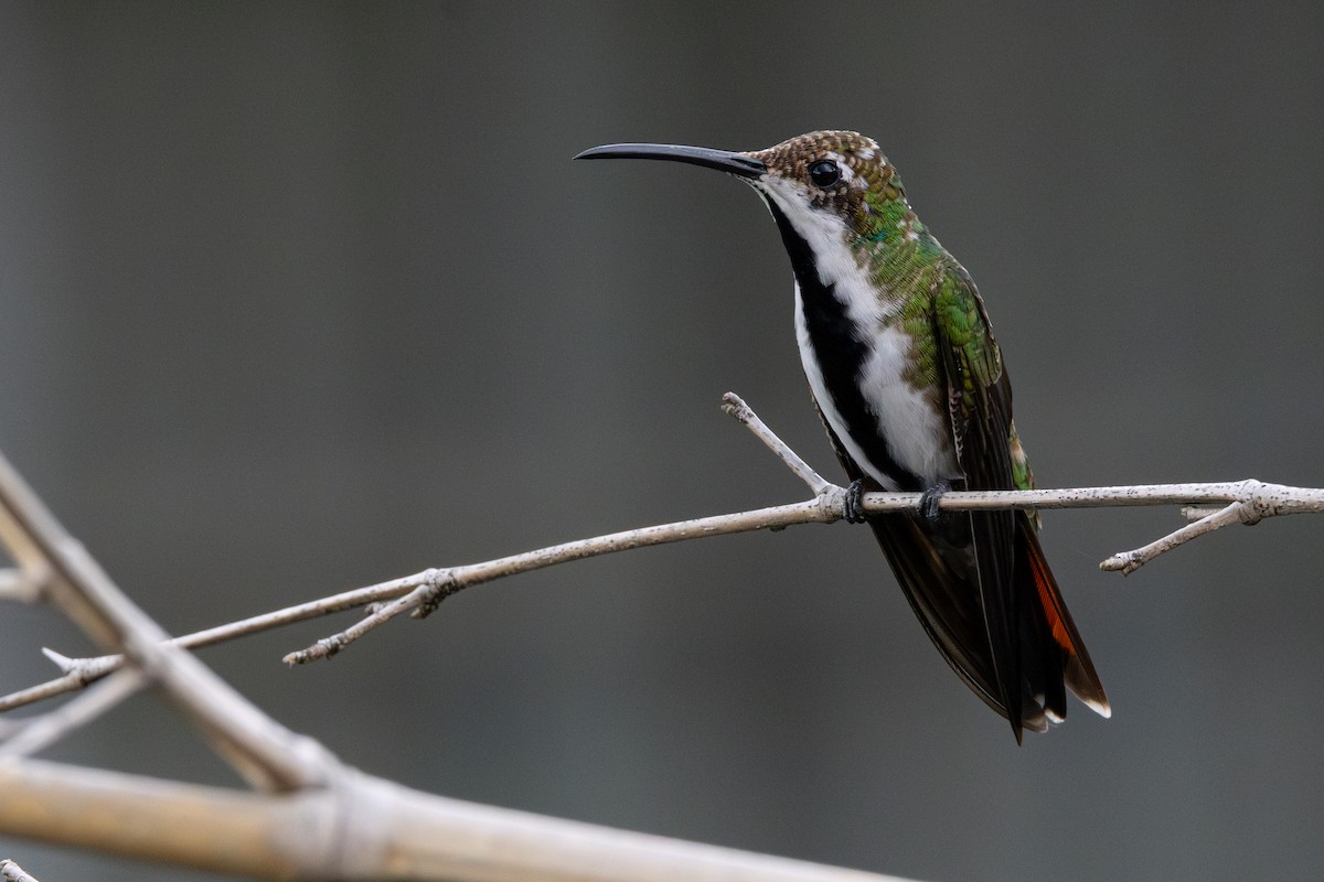 Black-throated Mango - ML646009977