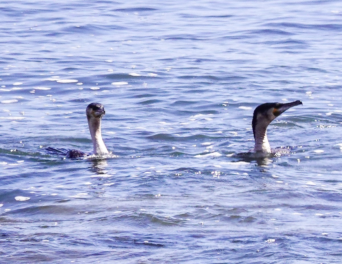 鸕鷀 - ML646009978