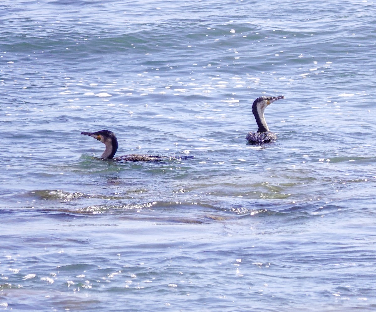 鸕鷀 - ML646009980