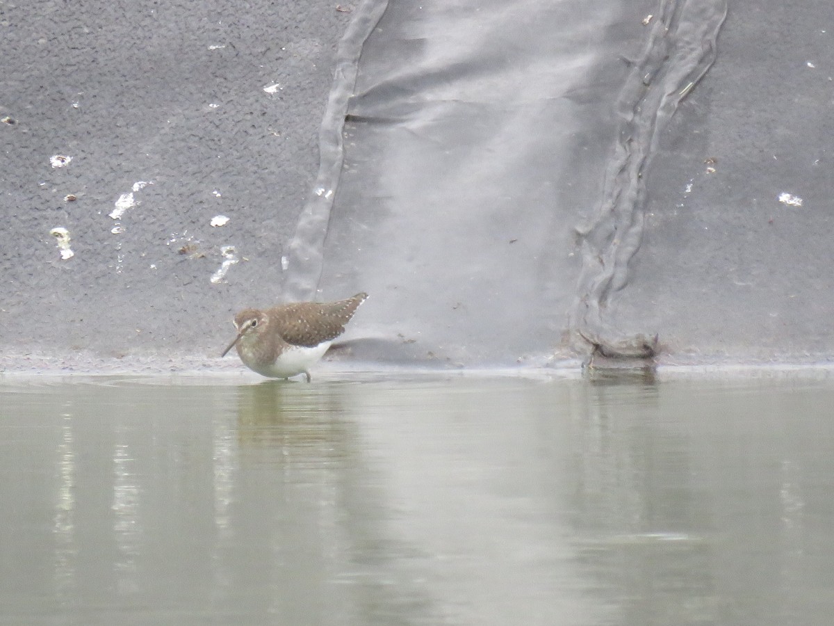 Solitary Sandpiper - ML646009981