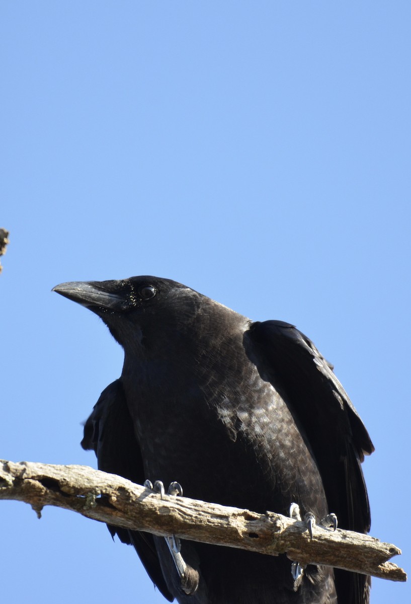 American Crow - ML646009982