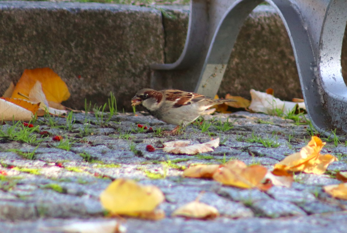 家麻雀 - ML646009984