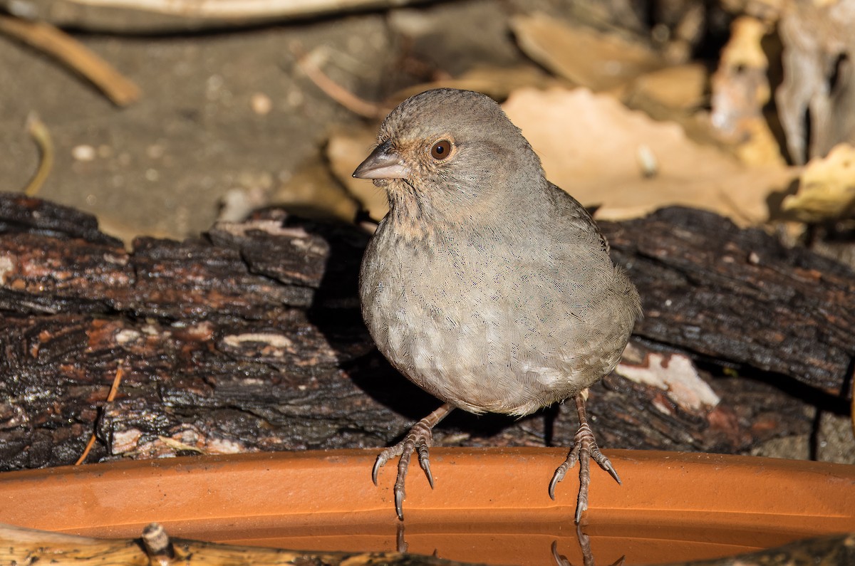 California Towhee - ML646009985