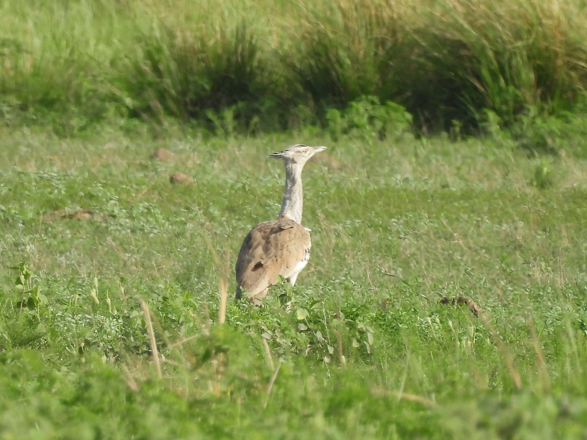 Kori Bustard - ML646009986