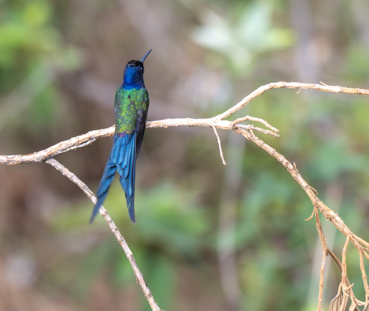 Swallow-tailed Hummingbird - ML646009988