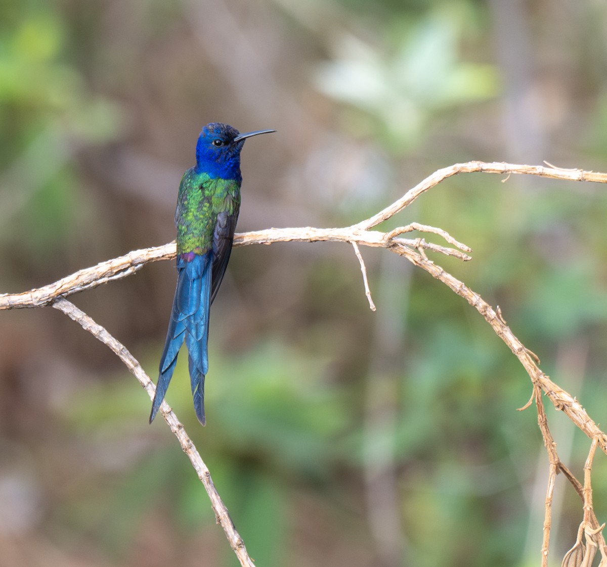 Swallow-tailed Hummingbird - ML646009989