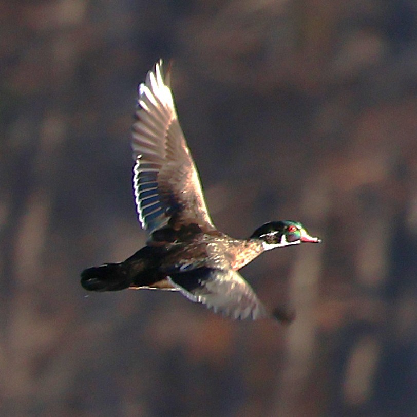 美洲鴛鴦 - ML646009991