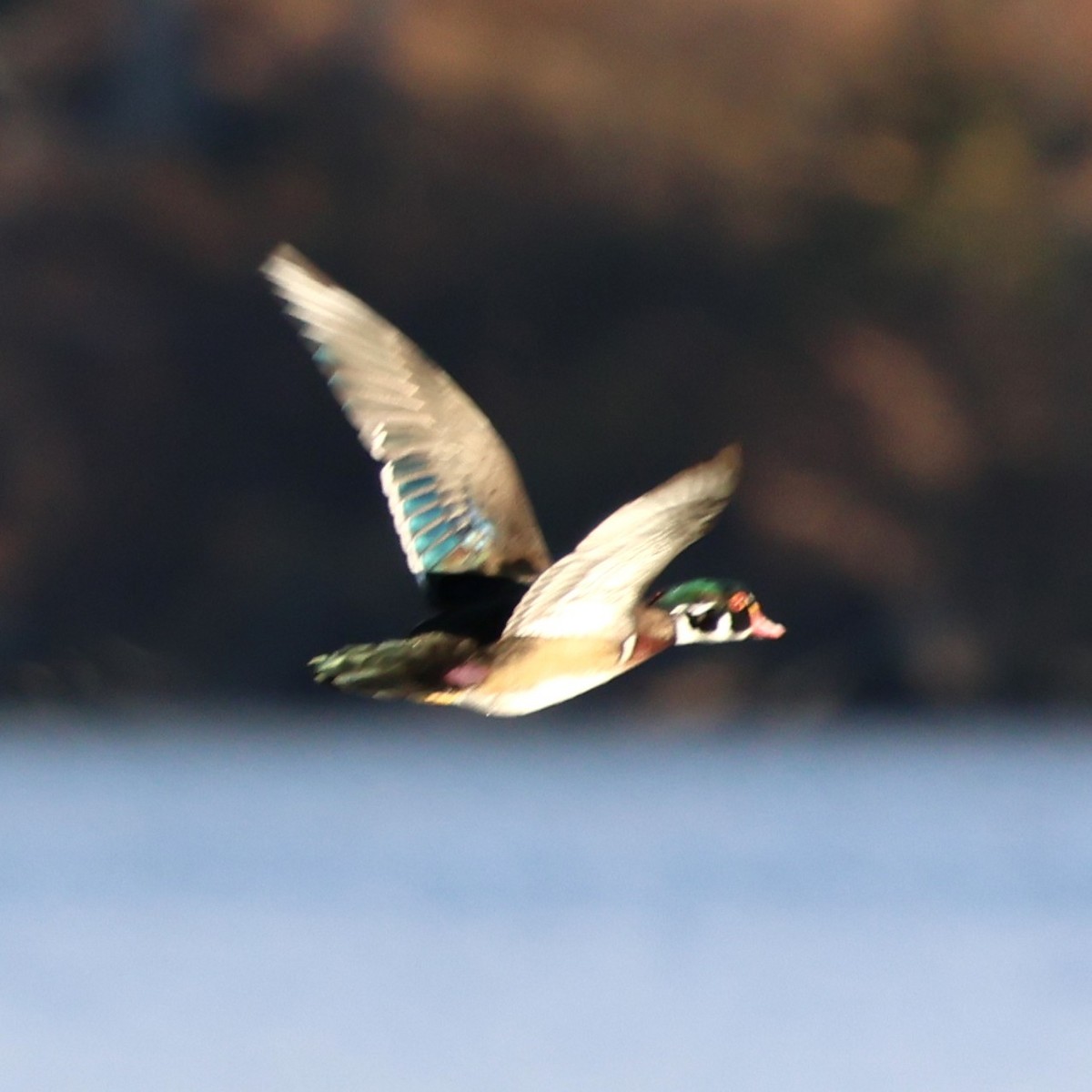 美洲鴛鴦 - ML646009992