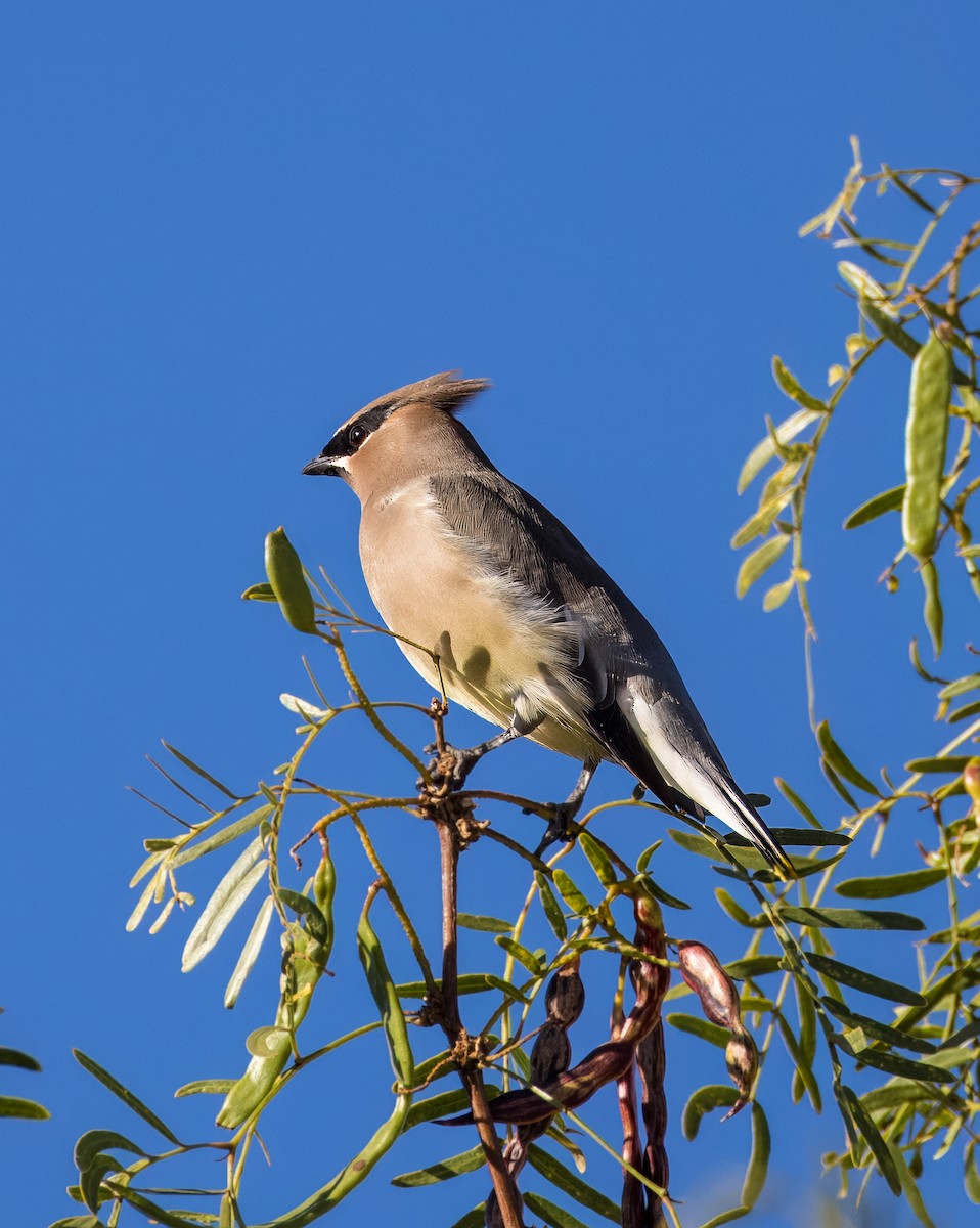Cedar Waxwing - ML646009993