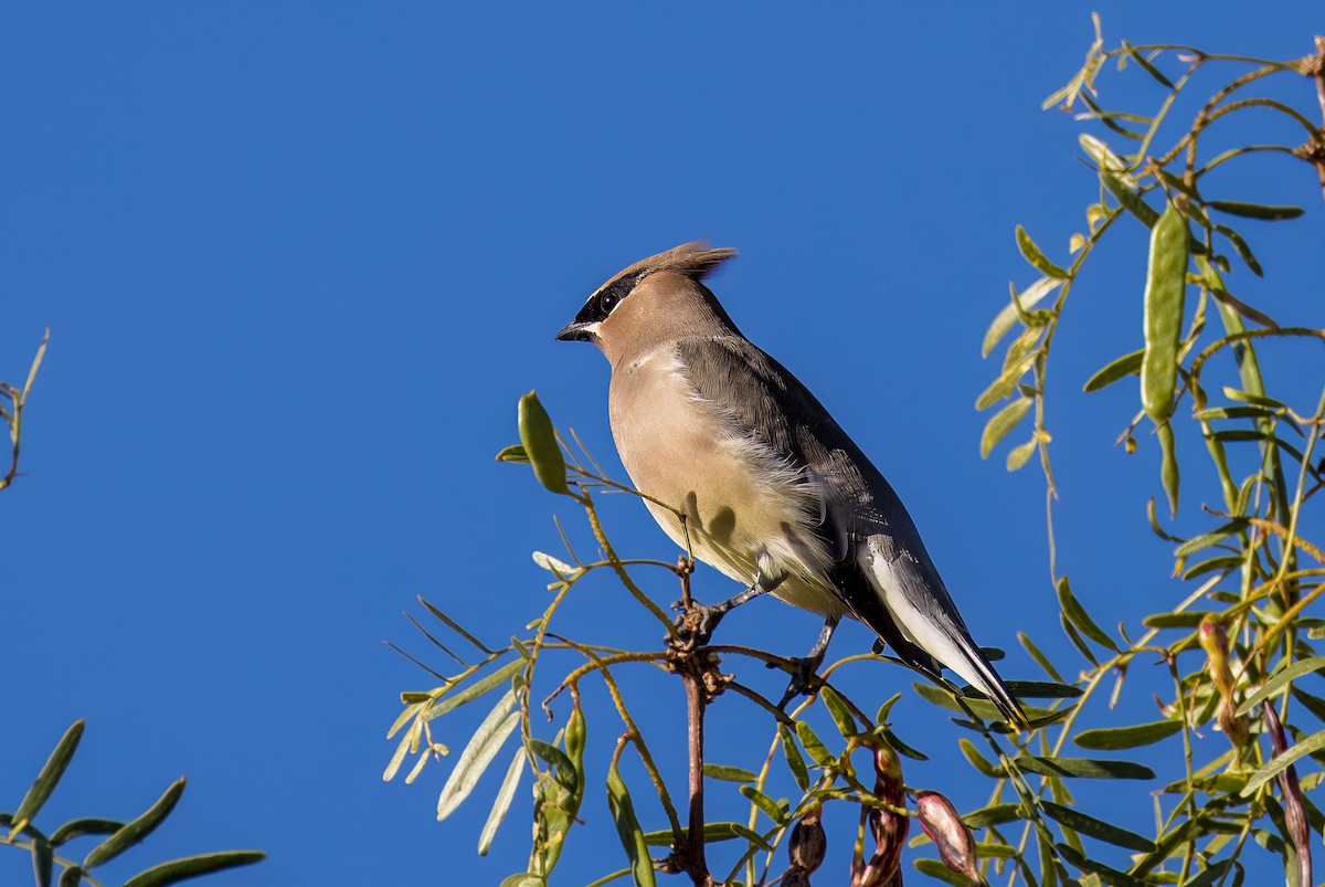 Cedar Waxwing - ML646009994