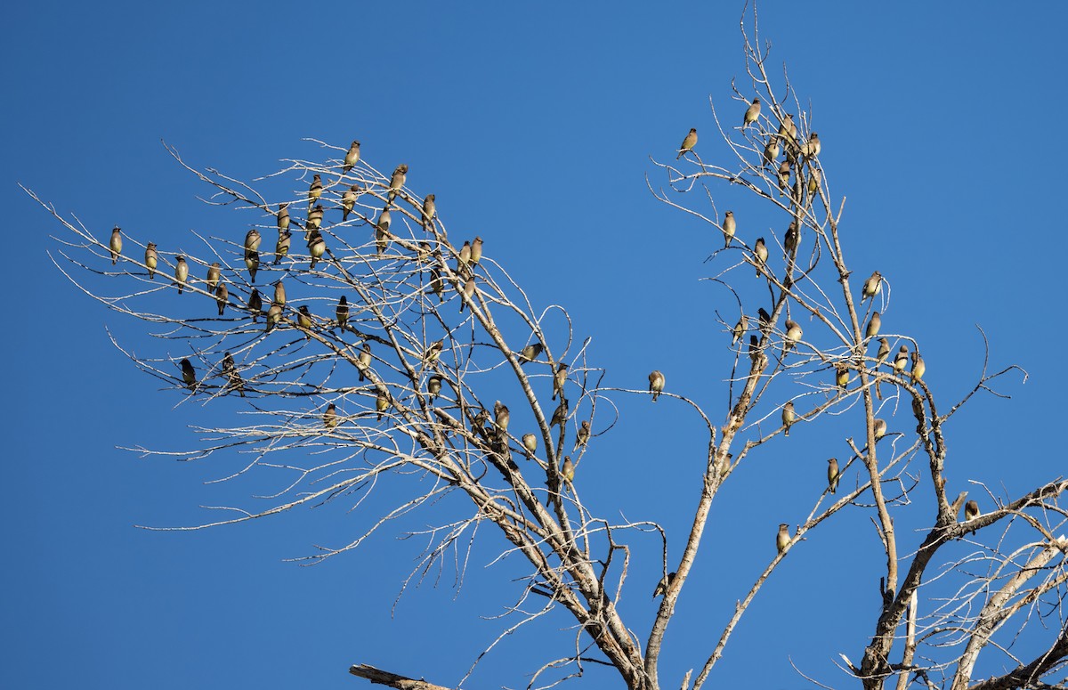 Cedar Waxwing - ML646009995