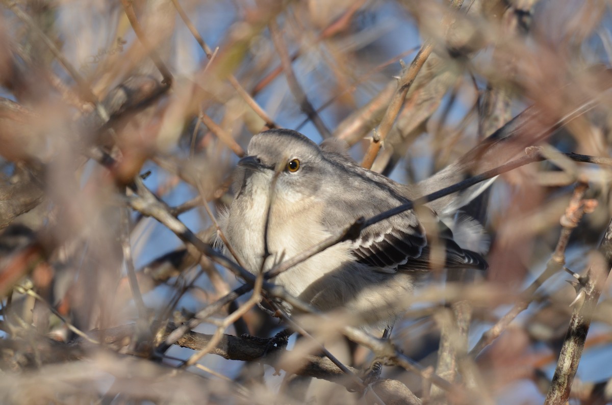 Northern Mockingbird - ML646009997