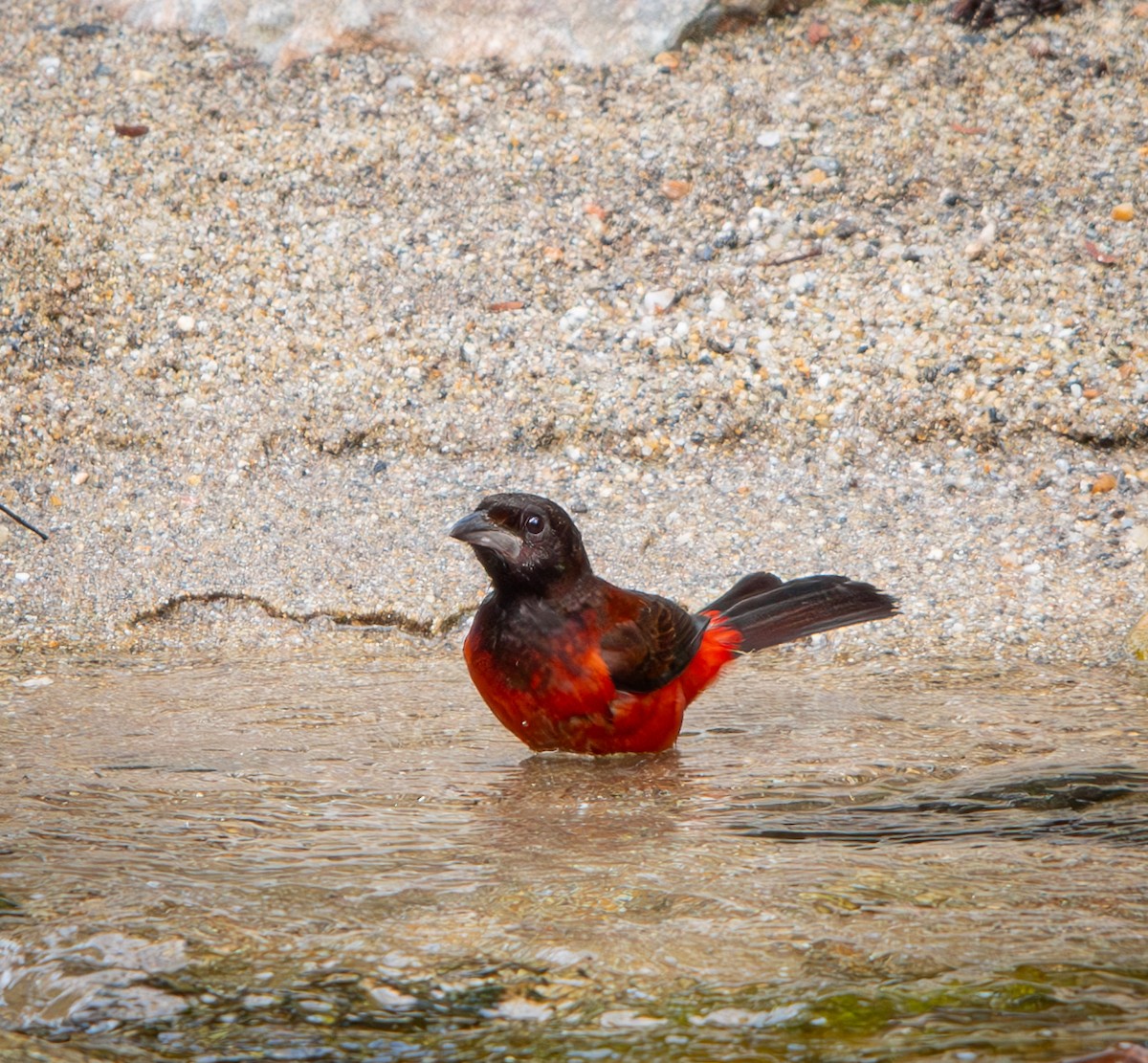 Crimson-backed Tanager - ML646009998