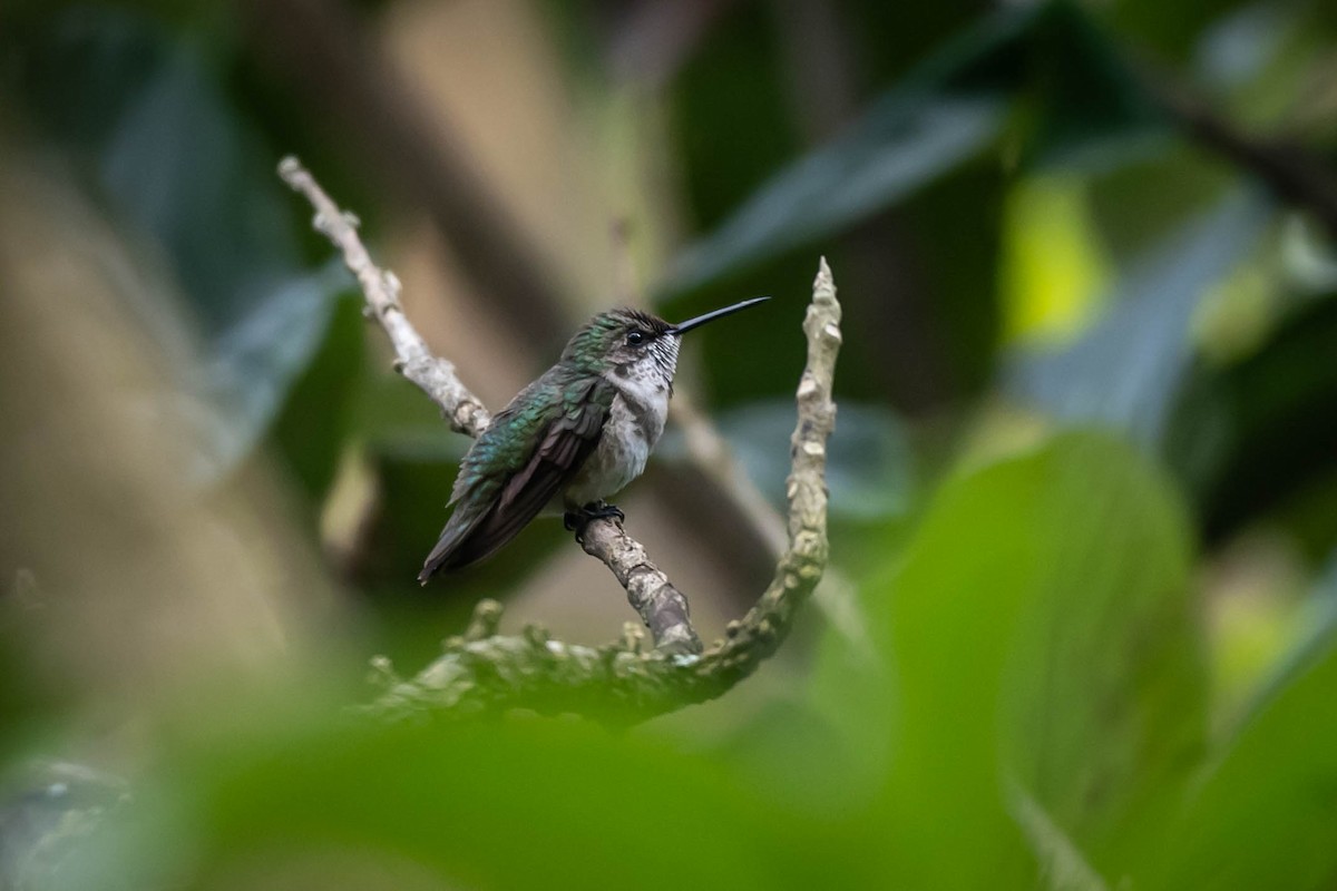 Рубиновогорлый колибри - ML646010018