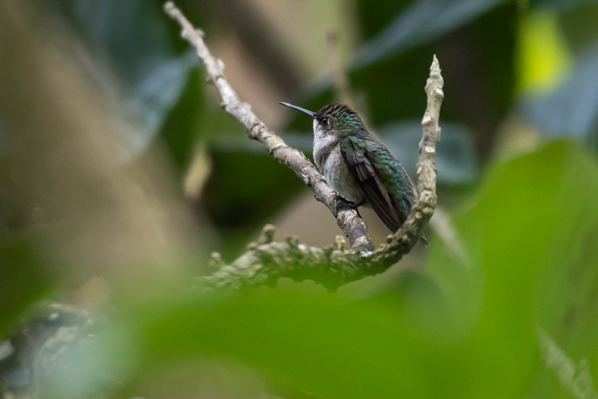 Рубиновогорлый колибри - ML646010019