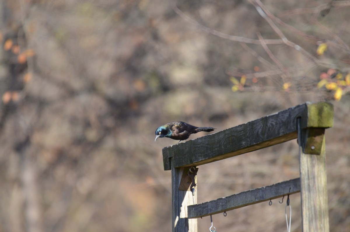 Common Grackle - ML646010022