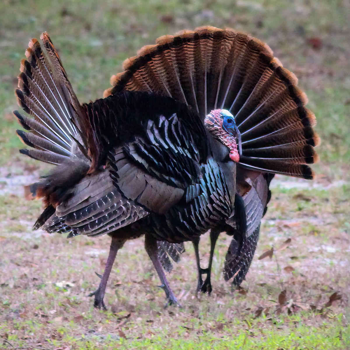 Wild Turkey - ML646010023