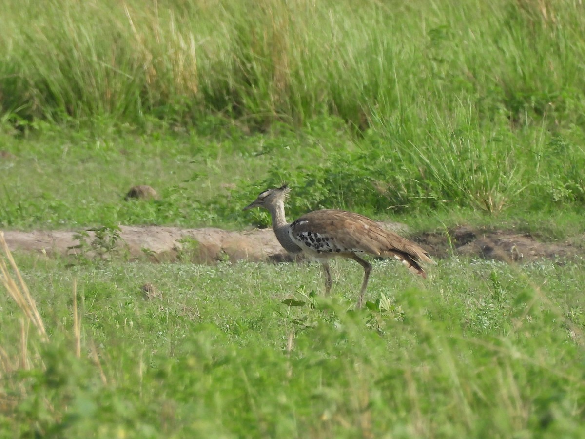 Kori Bustard - ML646010024
