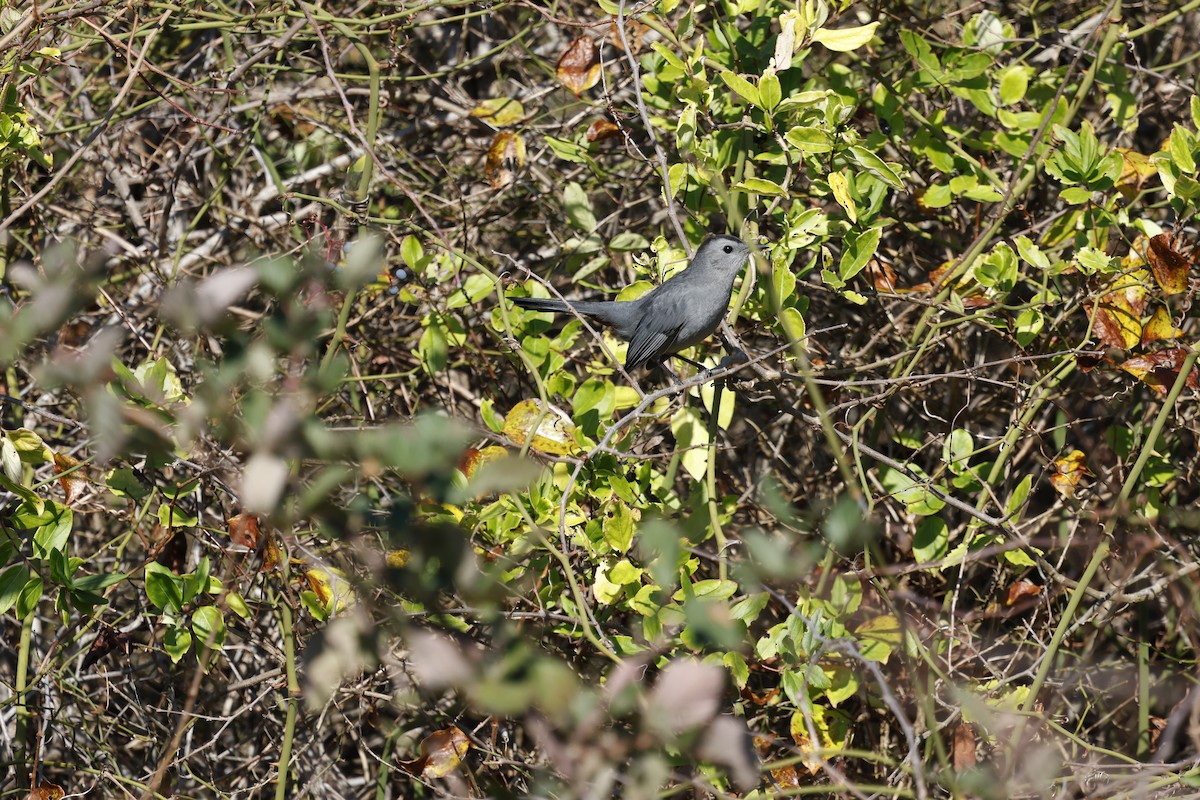 Gray Catbird - ML646010028