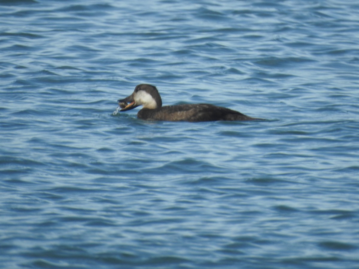 turpan žlutozobý - ML646010042