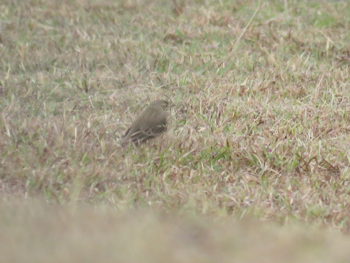 linduška tundrová - ML646010043