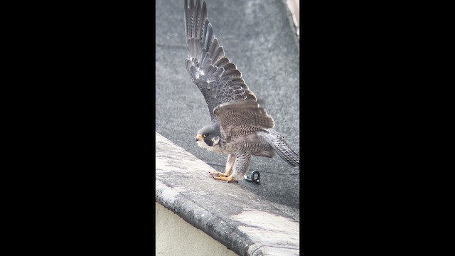 Gökdoğan - ML646010044