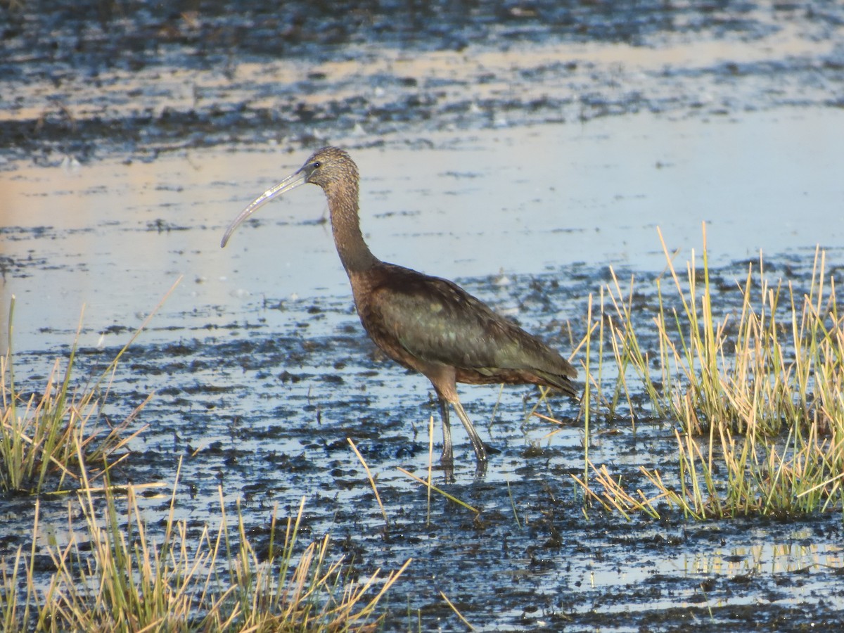 Glossy Ibis - ML646010045