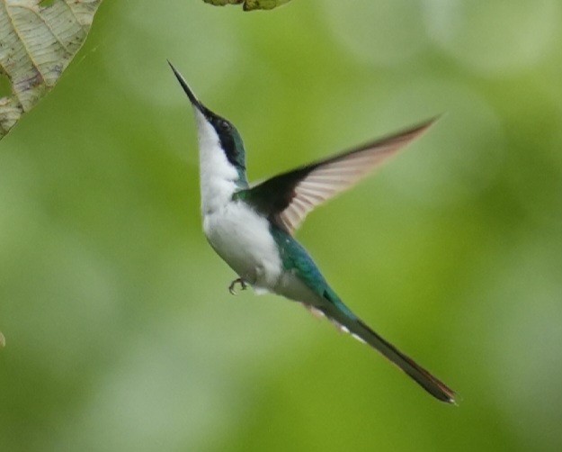 Purple-crowned Fairy - ML646010047