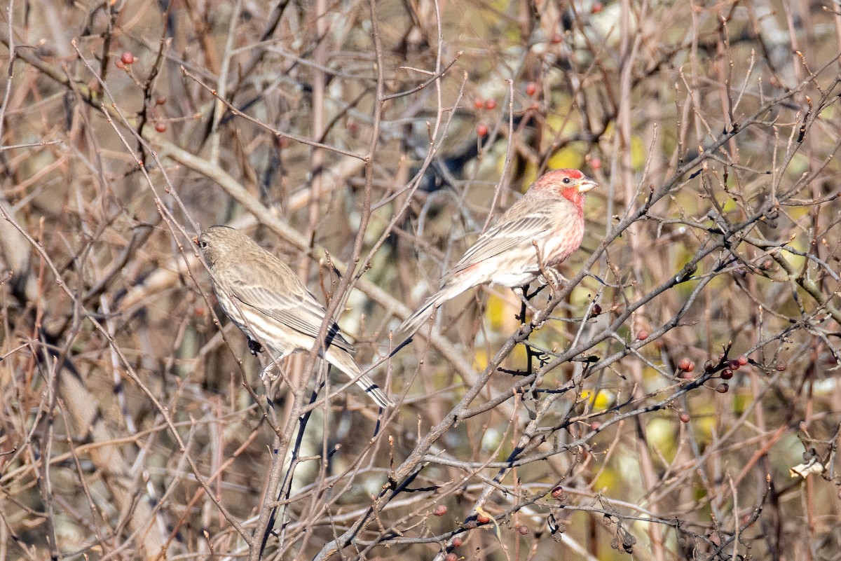 House Finch - ML646010048